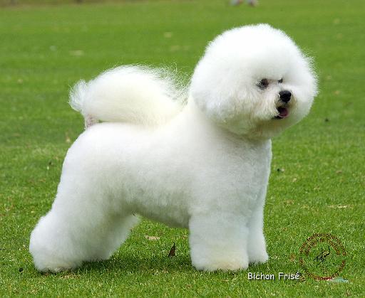 Bichon Frise 9F85D-15.JPG